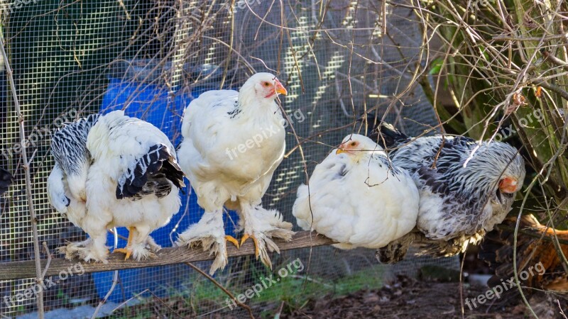 Chicken Breed Chicken Bird Agriculture Bill