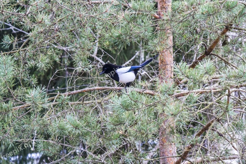 Magpie Bird Sweden Nature Free Photos