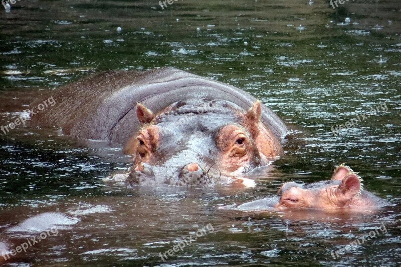 Hippopotamus Hippo Baby Water Big