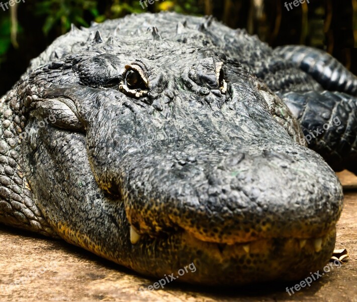 Crocodile Wild Animal Amphibian Shy