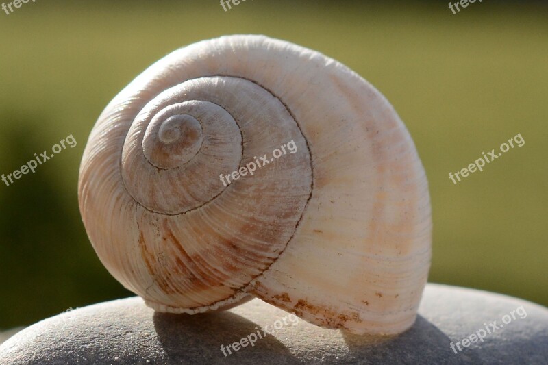 Shell Uninhabited Macro Close Up Nature