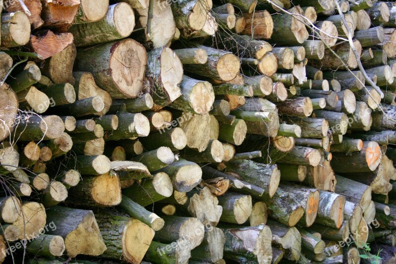 Wood Forest Wood Pile Green Grass