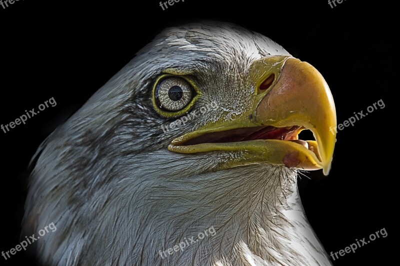 Eagle Bird Bird Of Prey Free Photos