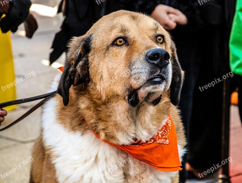 Big Dog San Bernardo Dog Animal Animal Lover