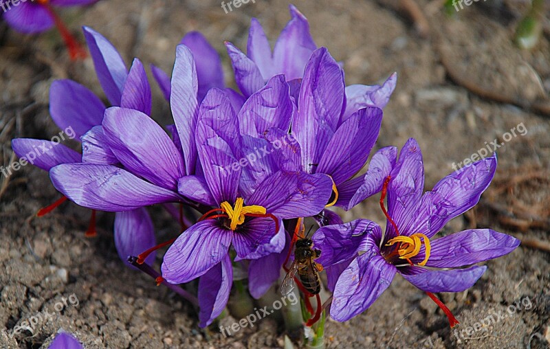 Saffron Flower Nature Lilac Purple