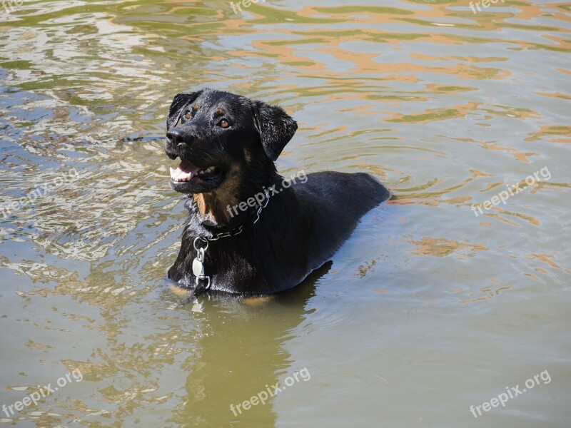 Dog Rottweiler Water Pond Surface