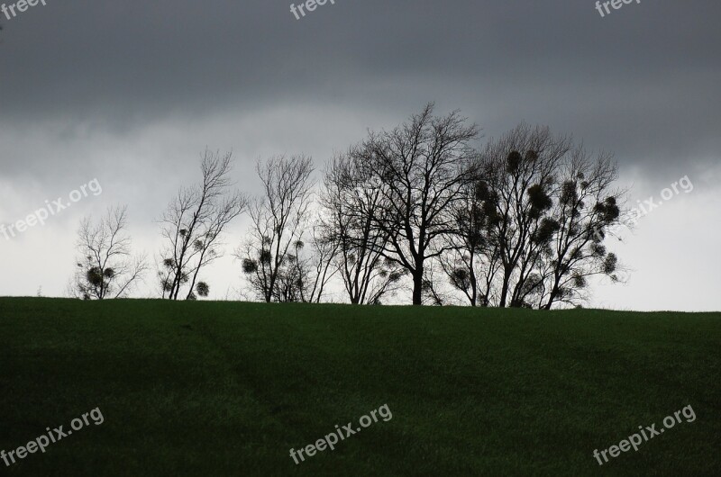 Trees Avenue Gloomy Weather Away