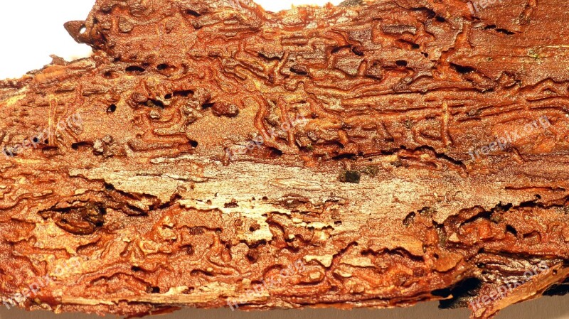 Wood Bark Wood Worm Beetle Structure