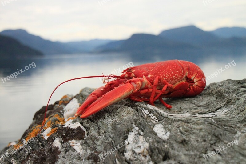 Lobster Seafood Crebs Red Free Photos