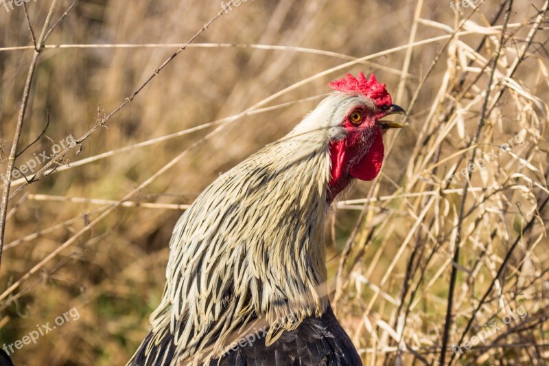 Hahn Crow Chicken Breed Chicken Bird