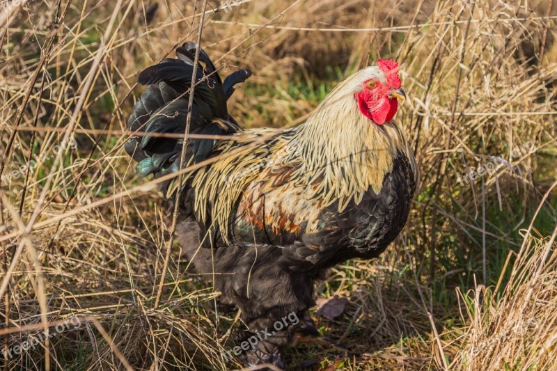 Hahn Chicken Breed Chicken Bird Agriculture