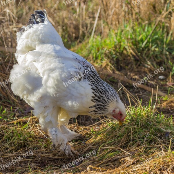 Chicken Breed Chicken Bird Agriculture Bill