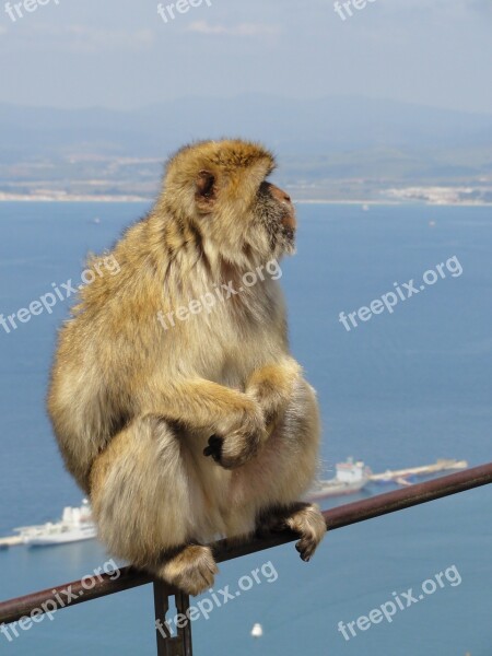 Gibraltar Monkey View Wild Life Expensive