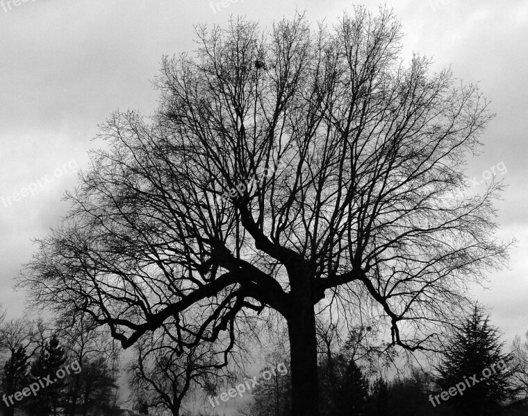 Graphics Tree Nu Winter Desolation