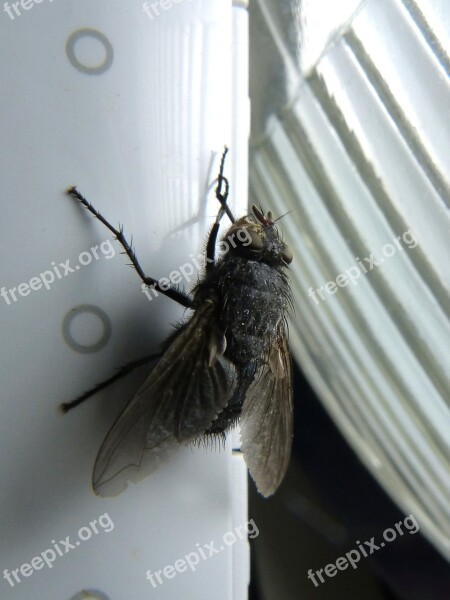 Fly Shaggy Botfly Nuisance Macro Scrub Legs