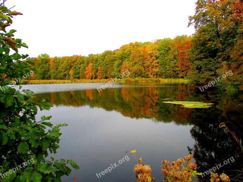 Lake Forest Waldsee Nature Landscape