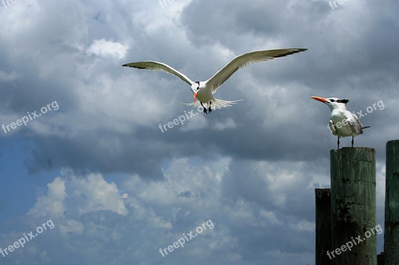 Seagull Birds Sea Water Nature