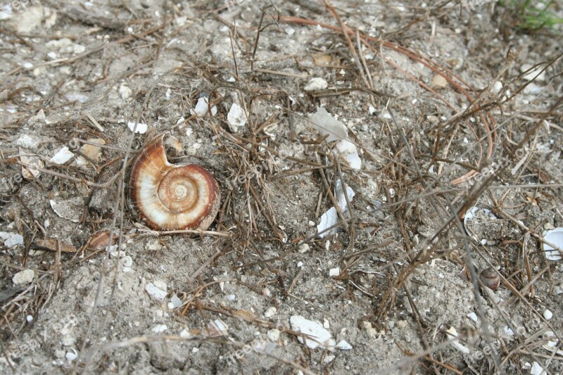 Shell Sand Abandoned Snail Spiral