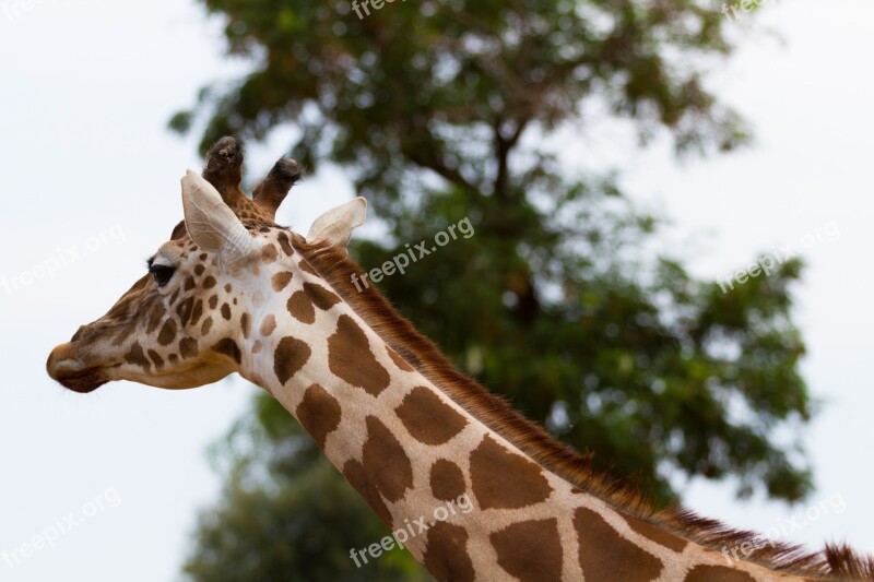 Giraffe Nature Animals Free Photos