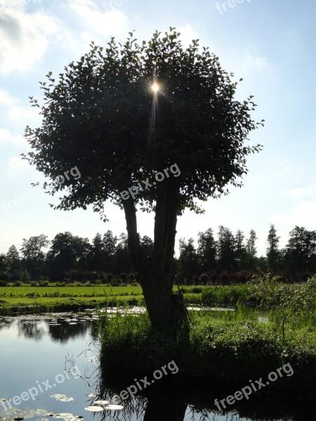 Tree The Brook Poland Free Photos