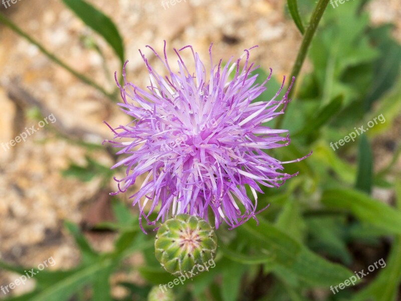 Tuberous Thistle Wild Flowers Ecology Small Fresh Garden