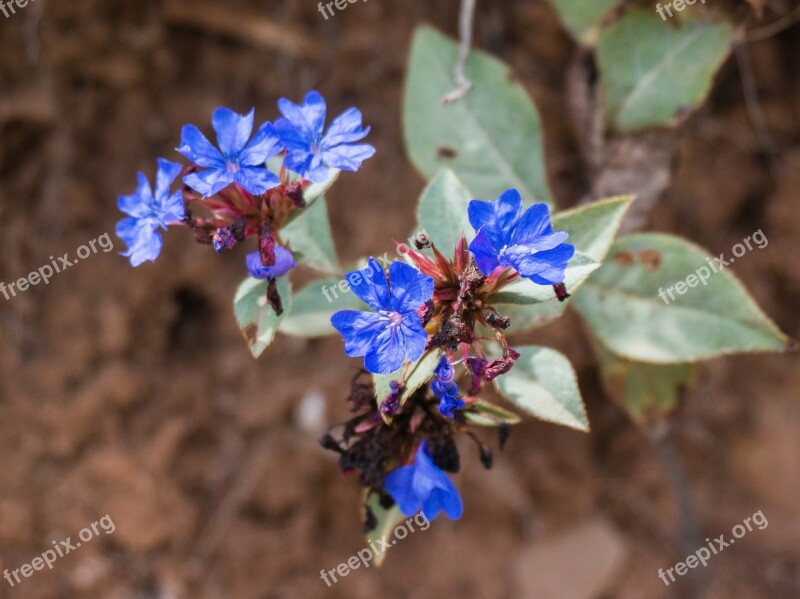 Wild Flowers Ecology Small Fresh Blue Snowflakes Garden