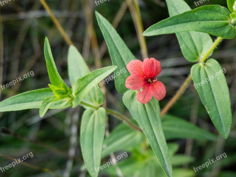 Wild Flowers Ecology Small Fresh Garden Blue