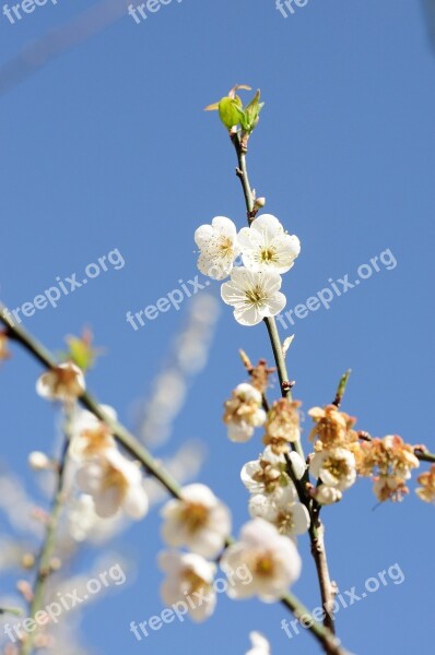 Plum Plum Blossom Flower Spring Sunshine