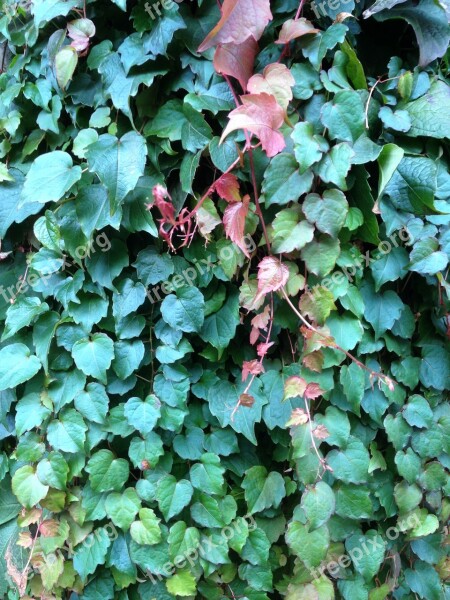 Ivy Plant Green Climber Plant Leaves