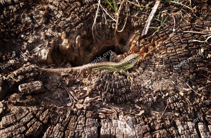 Sand Lizard Root Heat Basking Summer