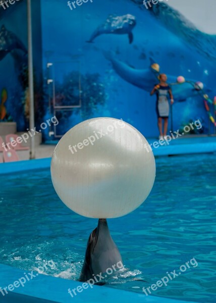 Dolphin Dolphinarium Sea Free Photos