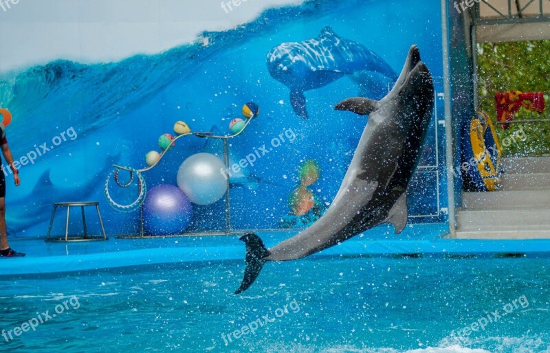 Dolphin Dolphinarium Sea Free Photos