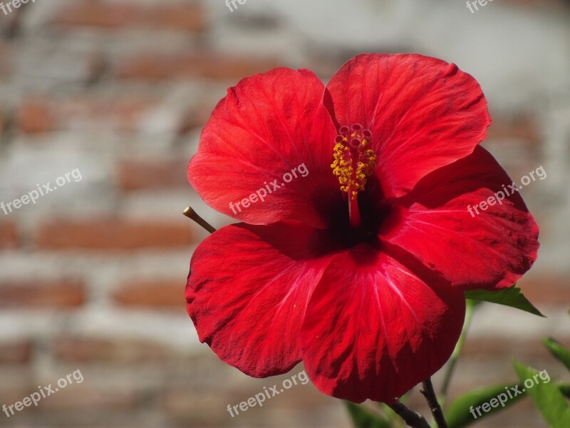 Rose China Rosa Flower The China Rose Summer