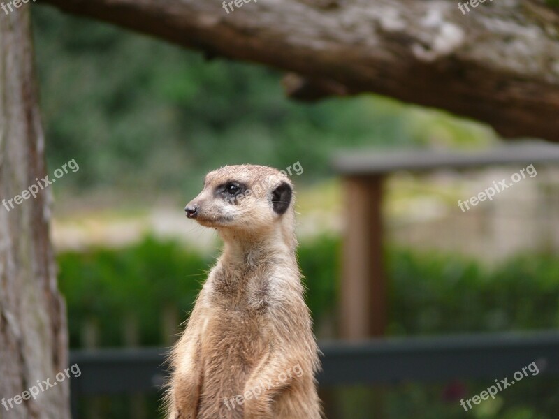 Animal Meerkat Nature Tiergarten Fur