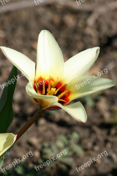 Early Tulips Tulip Garden Bloom Flower