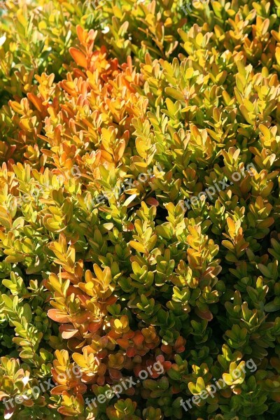 Bush Greenish-yellow Ornamental Plants Branch Garden