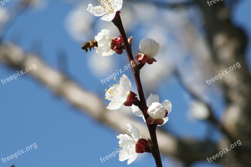 Flower Of Logany Friends Bloom Spring Nature Peach Blossom