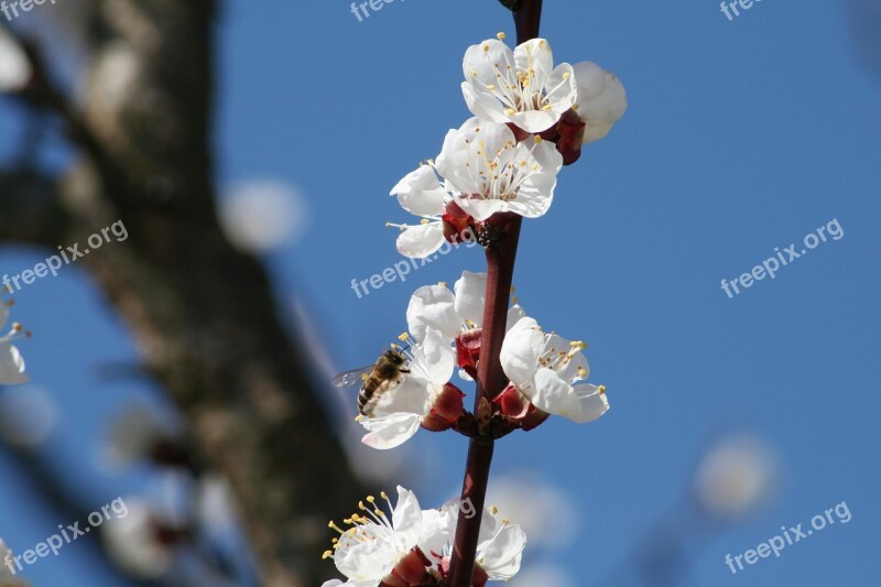 Flower Of Logany Friends Bloom Spring Nature Peach Blossom