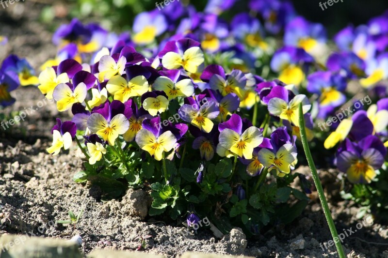 Pansy Garden Flower Bloom Bedding