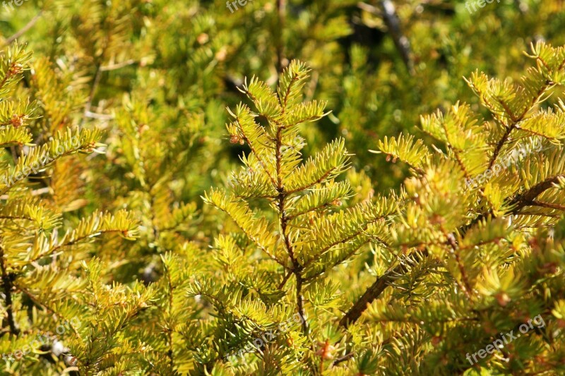 Pine Fenyőbokor Bush Branch Pine-needle