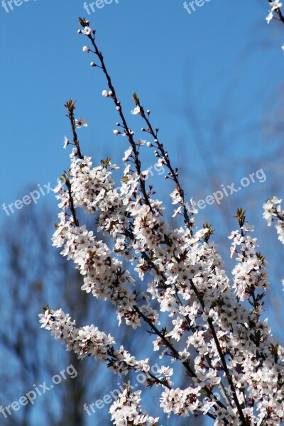 Spring Bloom Garden Bush Branch