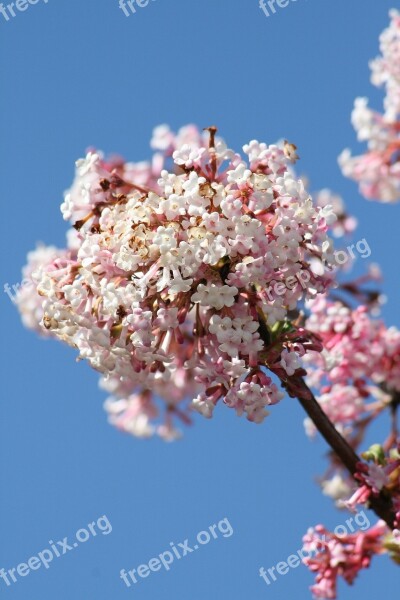 Spring Bloom Garden Bush Branch