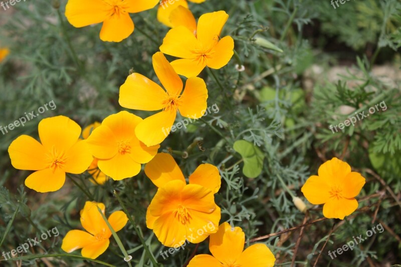 Yellow Flower Flower Yellow Small Flower Nature