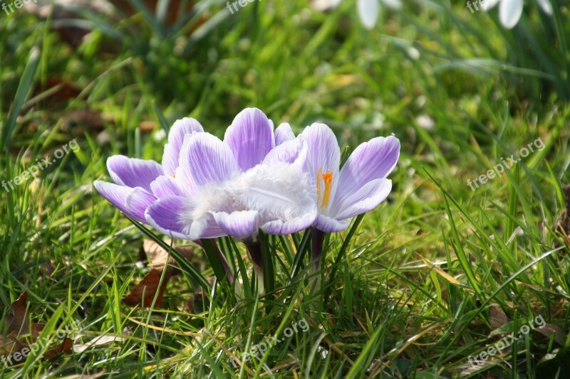 Spring Purple Flower Crocus Lilac