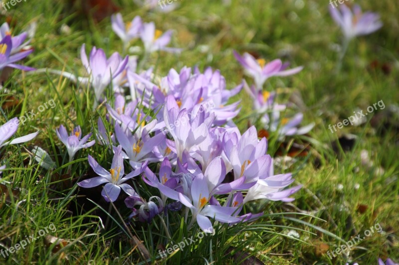 Purple Spring Flower Crocus Purple Flower