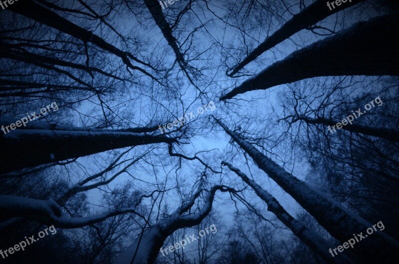 Forest Wood Branches Grim Dark