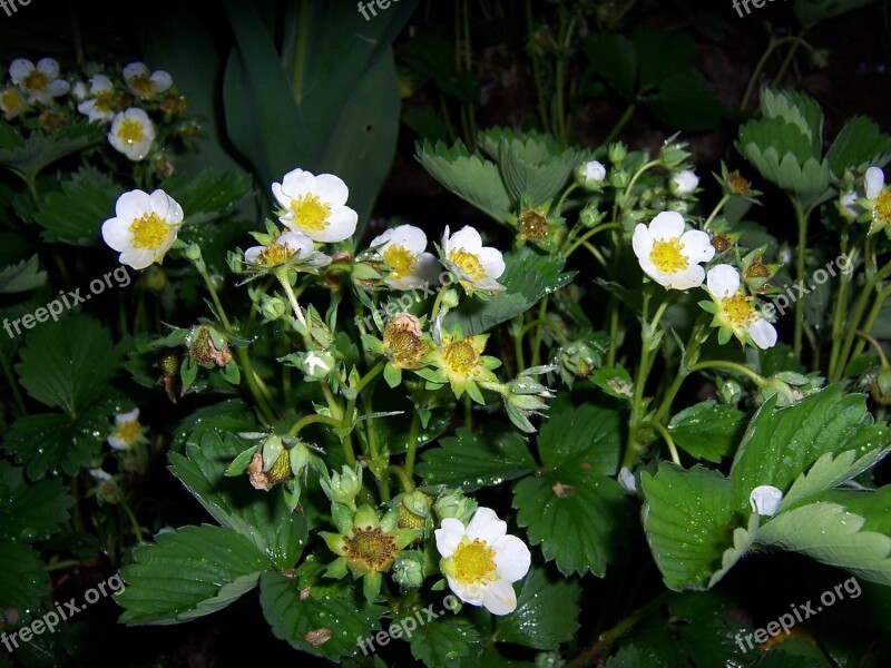 Strawberry Flowers Wild Strawberry Garden Plant