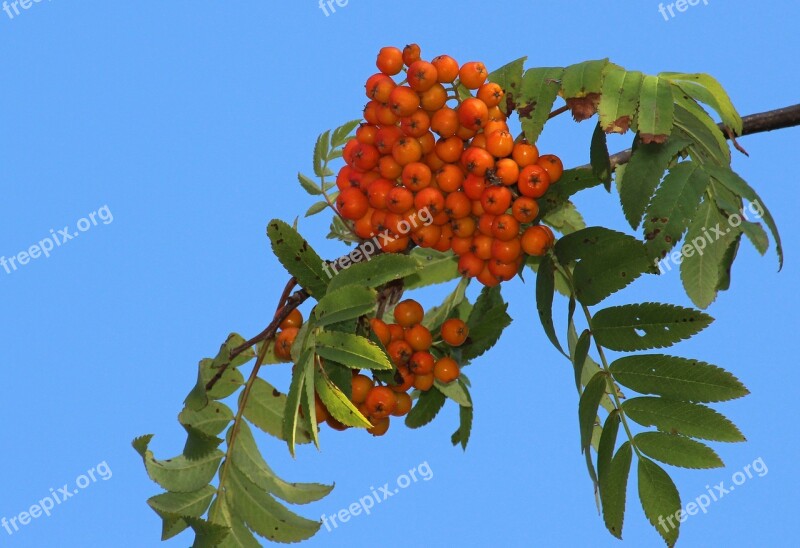 Rowan Mountain Ash Autumn Free Photos