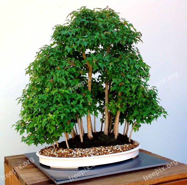 Bonsai Tree Japanese Traditional Shape