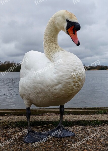 Swan White Lake Wildlife Graceful